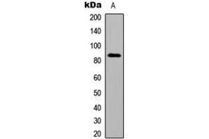 Image no. 1 for anti-Smoothened Homolog (Drosophila) (SMO) (N-Term) antibody (ABIN2707741)