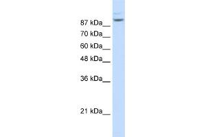 Image no. 2 for anti-Matrin 3 (MATR3) (N-Term) antibody (ABIN2779141)