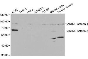 Image no. 1 for anti-Set1/Ash2 Histone Methyltransferase Complex Subunit ASH2 (ASH2L) antibody (ABIN1876580)