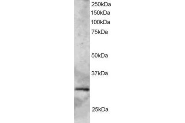 anti-SYF2 Homolog, RNA Splicing Factor (SYF2) (C-Term) antibody