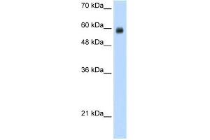 Image no. 1 for anti-REST Corepressor 1 (RCOR1) (N-Term) antibody (ABIN2780965)