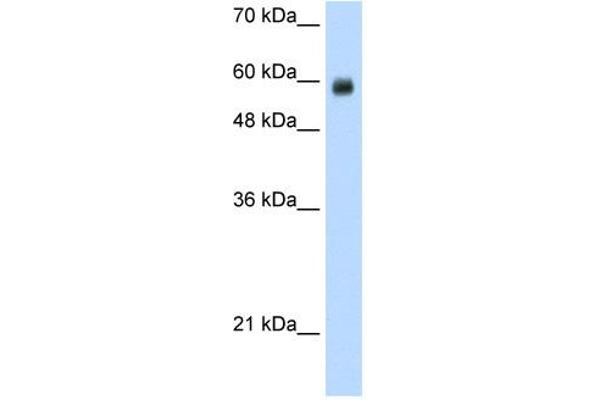 anti-REST Corepressor 1 (RCOR1) (N-Term) antibody