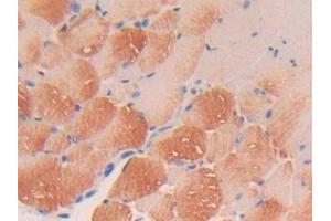 Image no. 2 for anti-Platelet-Derived Growth Factor C (PDGFC) (AA 23-345) antibody (ABIN1860160)