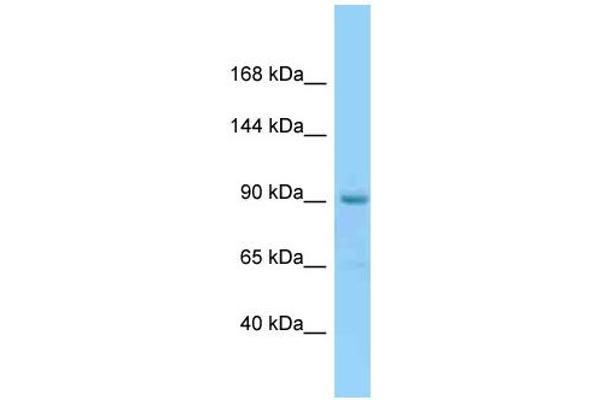 anti-Establishment of Cohesion 1 Homolog 1 (ESCO1) (N-Term) antibody