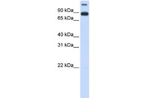 Image no. 1 for anti-Transmembrane Protein 48 (TMEM48) (Middle Region) antibody (ABIN2773878)