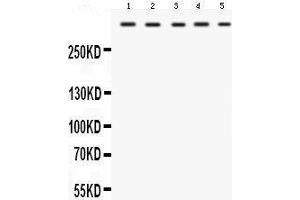 Image no. 1 for anti-Triple Functional Domain Protein (TRIO) (AA 787-830), (C-Term) antibody (ABIN3044556)