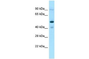 Image no. 1 for anti-O-Sialoglycoprotein Endopeptidase-Like 1 (OSGEPL1) (C-Term) antibody (ABIN2790838)