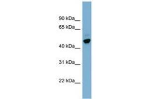 Image no. 1 for anti-One Cut Homeobox 2 (ONECUT2) (AA 395-444) antibody (ABIN6741946)