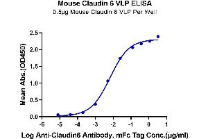 ELISA image for Claudin 6 (CLDN6) (Active) protein-VLP (ABIN7448164)