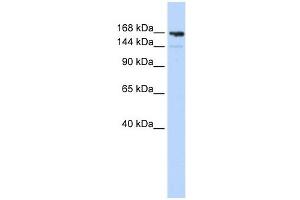 Image no. 1 for anti-Periplakin (PPL) (Middle Region) antibody (ABIN631225)