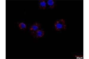Proximity Ligation Assay (PLA) image for E2F2 & E2F1 Protein Protein Interaction Antibody Pair (ABIN1340332)