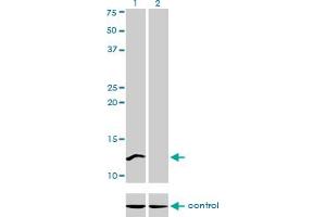 Image no. 6 for anti-Cleavage Stimulation Factor, 3' Pre-RNA, Subunit 3, 77kDa (CSTF3) (AA 1-103) antibody (ABIN560513)