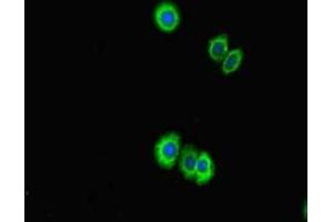 PPIL5 Antikörper  (AA 18-159)