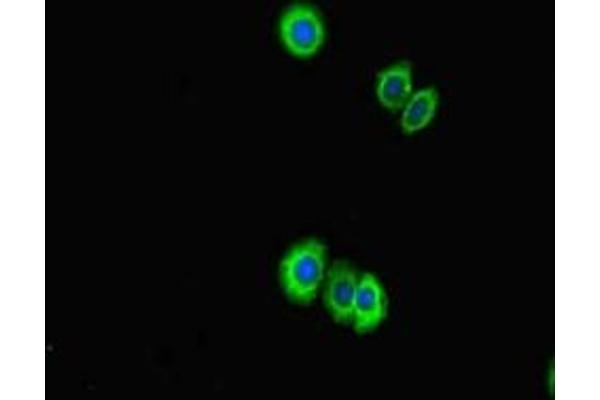 PPIL5 Antikörper  (AA 18-159)