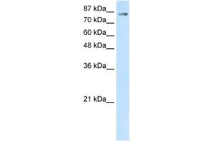 Image no. 1 for anti-Helicase-Like Transcription Factor (HLTF) (C-Term) antibody (ABIN2780462)