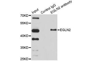 Image no. 2 for anti-Egl-9 Family Hypoxia Inducible Factor 2 (EGLN2) antibody (ABIN6569199)