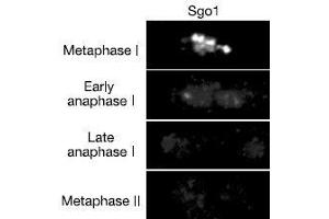 Image no. 2 for anti-Shugoshin 1 (SGOL1) antibody (ABIN2452123)