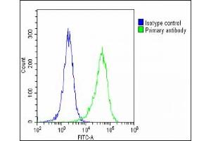 MAGEA2 antibody  (N-Term)