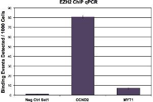 Image no. 3 for anti-Enhancer of Zeste Homolog 2 (EZH2) (AA 1-370) antibody (ABIN6971647)