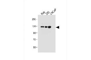 ITGA8 antibody  (C-Term)
