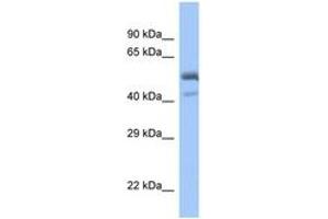 Image no. 1 for anti-Proximal Sequence Element 1 (SPDEF) (C-Term) antibody (ABIN6746161)