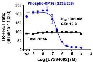 Image no. 1 for Total Ribosomal Protein S6 TR-FRET Cellular Assay Kit (ABIN6938976)
