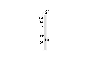 Western Blotting (WB) image for anti-CCR4-NOT Transcription Complex, Subunit 8 (CNOT8) antibody (ABIN2158304)