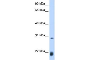 Image no. 1 for anti-Achaete-scute complex protein T5 (AC) (N-Term) antibody (ABIN2784537)