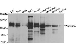 ANKRD52 antibody