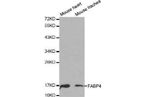 FABP4 anticorps  (AA 1-132)