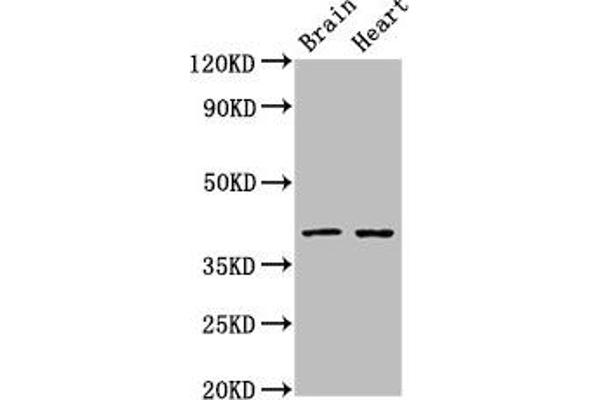 LASS1 antibody  (AA 1-52)