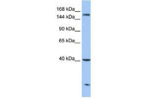 anti-Carboxypeptidase D (CPD) (N-Term) antibody