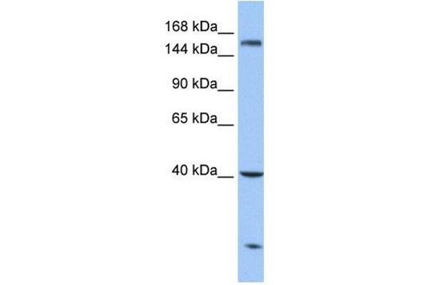 anti-Carboxypeptidase D (CPD) (N-Term) antibody