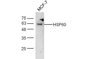 Image no. 5 for anti-Heat Shock 60kDa Protein 1 (Chaperonin) (HSPD1) (AA 501-573) antibody (ABIN726080)