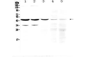 Image no. 3 for anti-Homer Homolog 3 (Drosophila) (HOMER3) (AA 282-360) antibody (ABIN5518917)