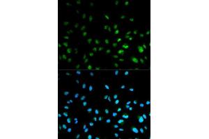 Image no. 4 for anti-Histone Deacetylase 3 (HDAC3) antibody (ABIN3023018)