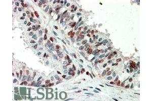 Image no. 1 for anti-Zic Family Member 3 (ZIC3) (AA 178-189) antibody (ABIN5539913)
