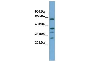 Image no. 1 for anti-Apolipoprotein L, 2 (APOL2) (Middle Region) antibody (ABIN2783994)