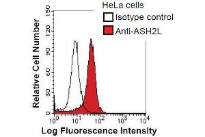Image no. 3 for anti-Set1/Ash2 Histone Methyltransferase Complex Subunit ASH2 (ASH2L) antibody (ABIN933109)