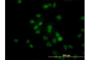 Image no. 3 for anti-Histone Deacetylase 1 (HDAC1) (AA 1-482) antibody (ABIN516392)