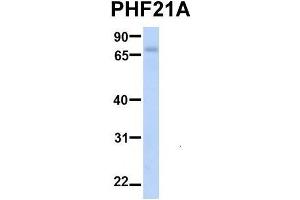 Image no. 4 for anti-PHD Finger Protein 21A (PHF21A) (N-Term) antibody (ABIN2781018)
