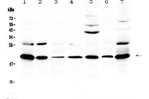 Image no. 1 for anti-Chemokine (C-C Motif) Ligand 19 (CCL19) (AA 26-108) antibody (ABIN5518899)