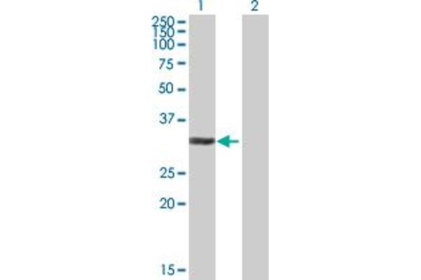 NIFK antibody  (AA 1-293)