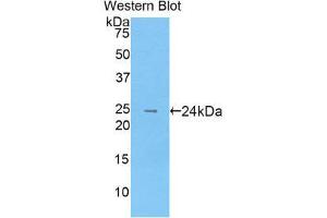 Image no. 1 for anti-Osteoclast Associated Receptor (OSCAR) (AA 19-220) antibody (ABIN1860104)