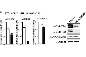 Image no. 2 for anti-Apolipoprotein B mRNA Editing Enzyme, Catalytic Polypeptide-Like 3C (APOBEC3C) (Center) antibody (ABIN2855306)