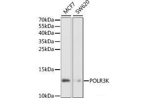 POLR3K anticorps
