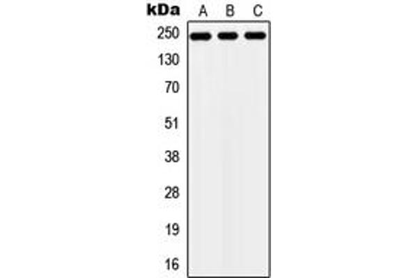 anti-Zinc Finger Protein 638 (ZNF638) (Center) antibody