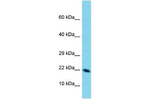 Image no. 1 for anti-Defensin, beta 129 (DEFB129) (C-Term) antibody (ABIN2787687)
