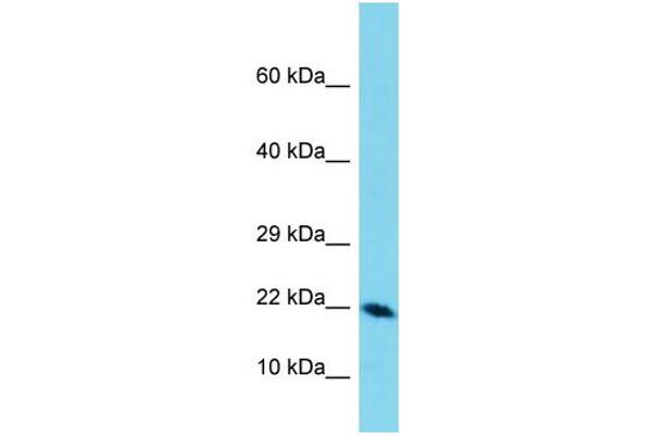 anti-Defensin, beta 129 (DEFB129) (C-Term) antibody