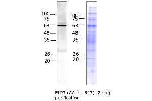 ELP3/KAT9 Protein (AA 1-547) (His tag)